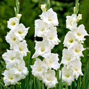 Gladiola 'White Friendship'